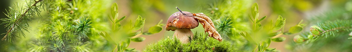 Фартуки для кухни: Популярное -5141