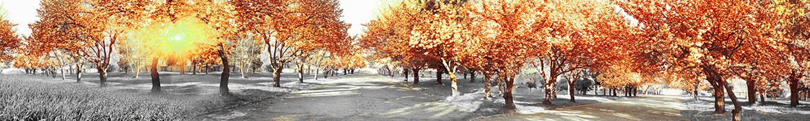 Фартуки для кухни: Популярное -5537