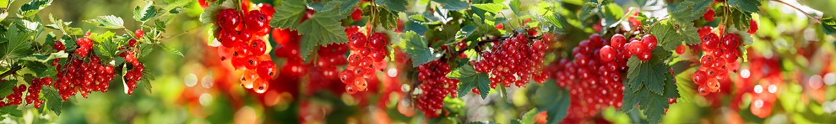 Фартуки для кухни: Популярное -5347