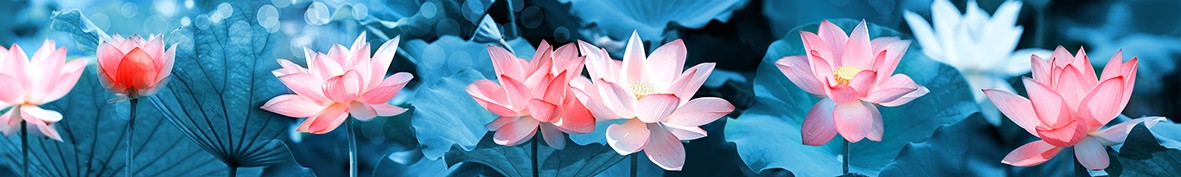 Фартуки для кухни: Популярное -5710