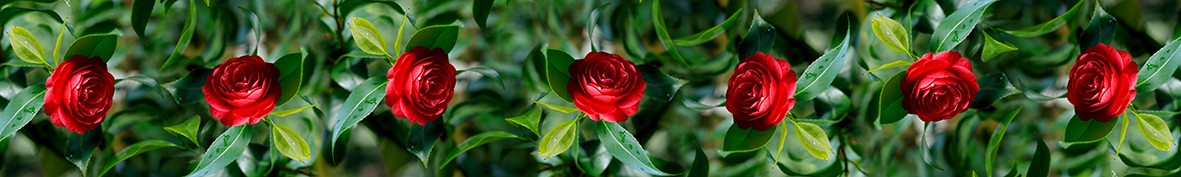 Фартуки для кухни: Популярное -6351