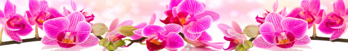 Фартуки для кухни: Цветы - 2949