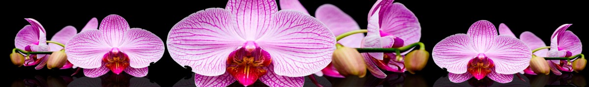 Фартуки для кухни: Цветы - 3282