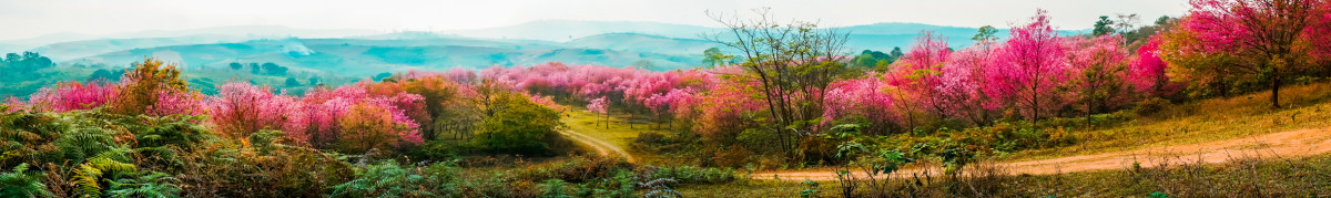 Фартуки для кухни: Природа - 5045