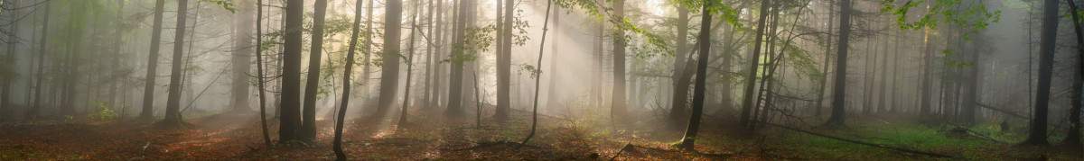 Фартуки для кухни: Природа - 5047