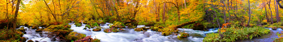 Фартуки для кухни: Природа - 5052