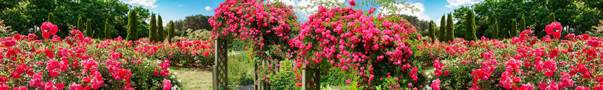 Фартуки для кухни: Природа - 5072