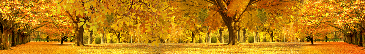 Фартуки для кухни: Природа - 5091