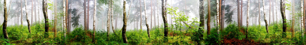Фартуки для кухни: Природа - 5107