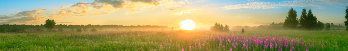 Фартуки для кухни: Природа - 5126