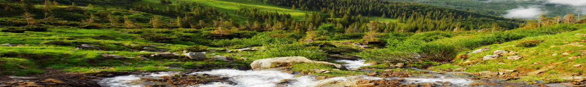 Фартуки для кухни: Природа - 5129