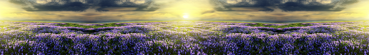 Фартуки для кухни: Природа - 5179