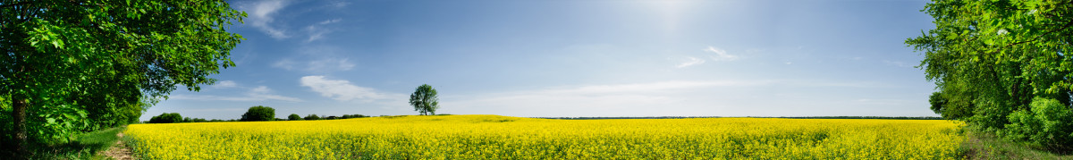 Фартуки для кухни: Природа - 5285