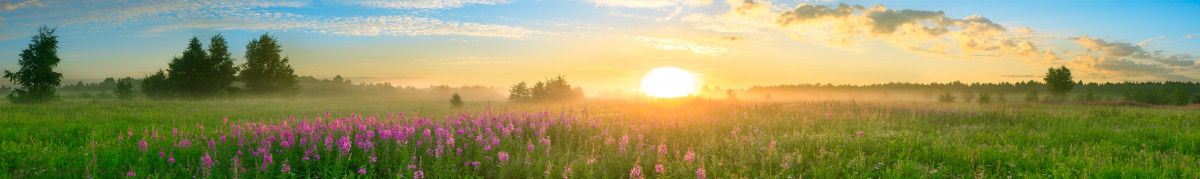 Фартуки для кухни: Природа - 5293