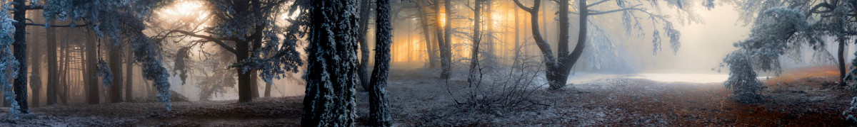 Фартуки для кухни: Природа - 5317