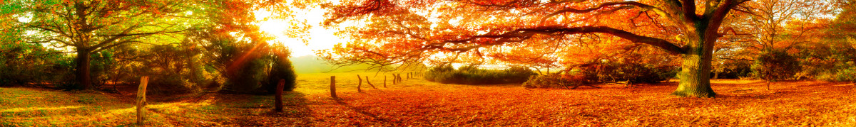 Фартуки для кухни: Природа - 5325
