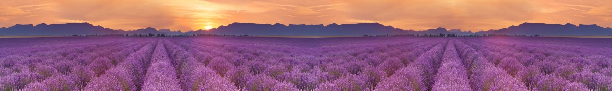 Фартуки для кухни: Природа - 5347