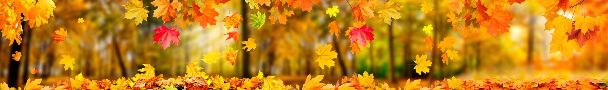 Фартуки для кухни: Природа - 5361