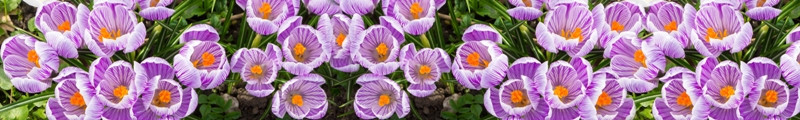 Фартуки для кухни: Цветы - 3175